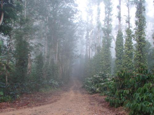 heights farm stay coffee estate stay