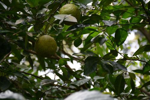 heights farm stay coffee estate stay