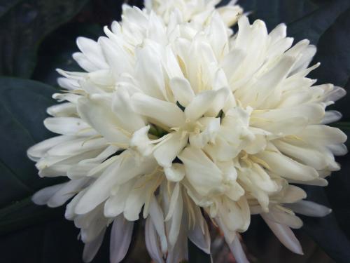 heights farm stay coffee estate stay