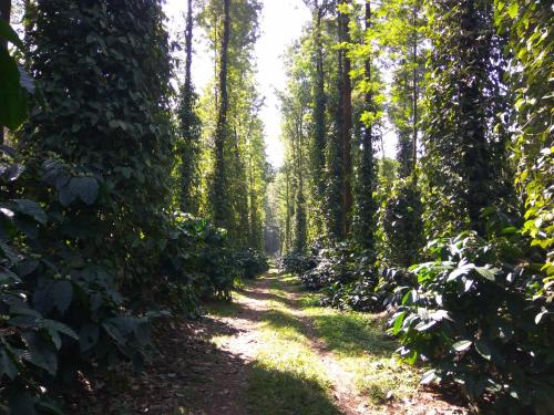 heights farm stay coffee estate stay