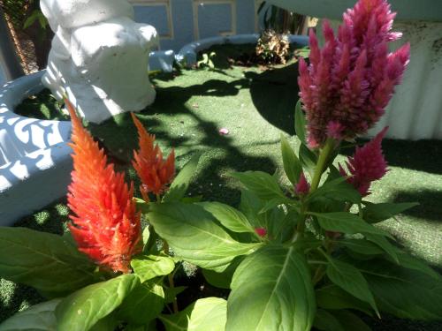 artemis studios and apartments