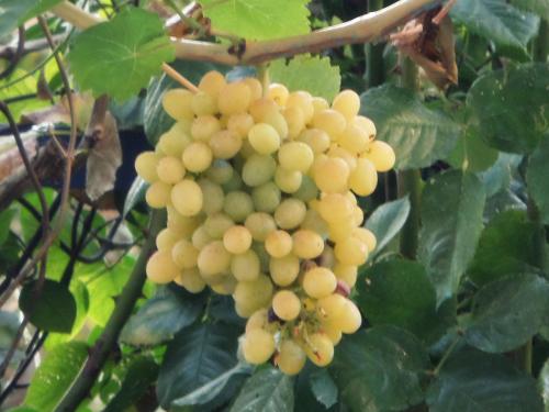 artemis studios and apartments