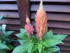 artemis studios and apartments