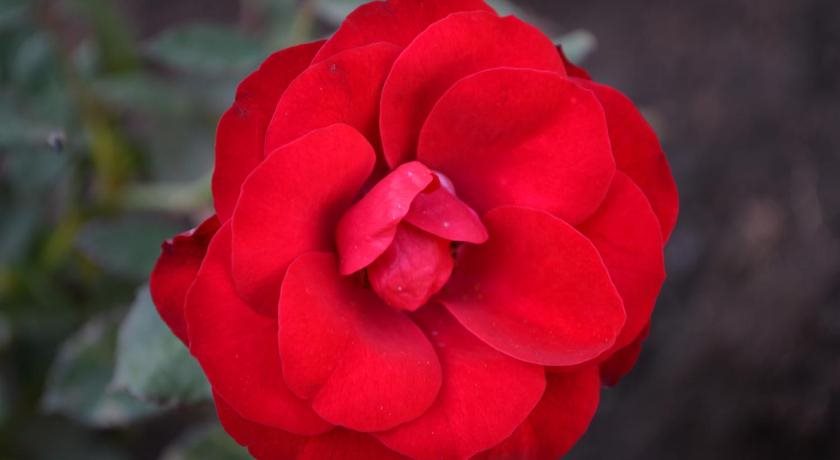 gir forest national park