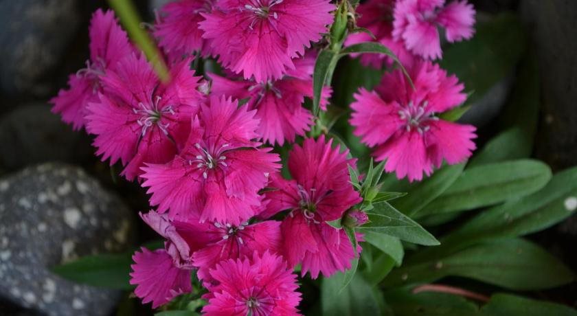 gir forest national park