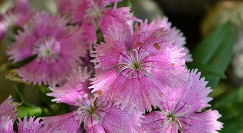 gir forest national park