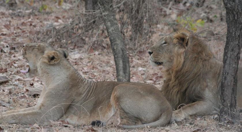 gir forest national park