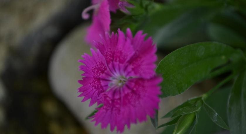 gir forest national park