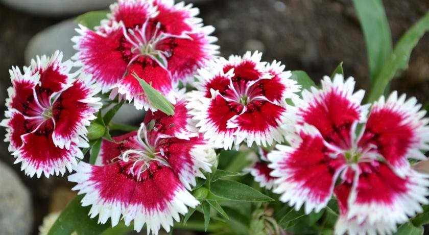 gir forest national park