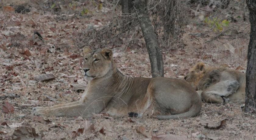 gir forest national park