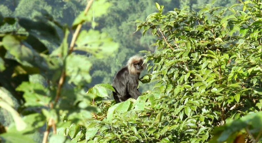 rippon mount resorts