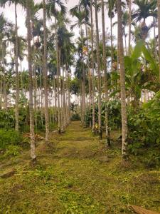 nanjarayapatna