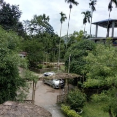 kaziranga