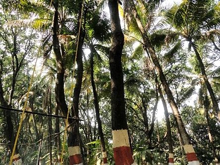 alibag