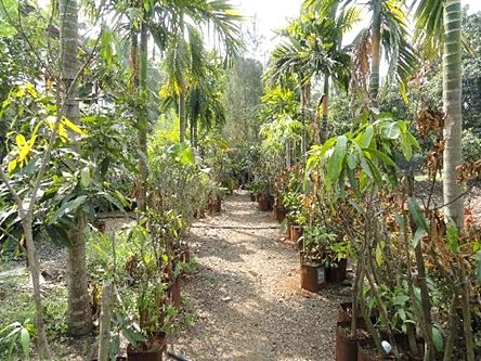 alibag