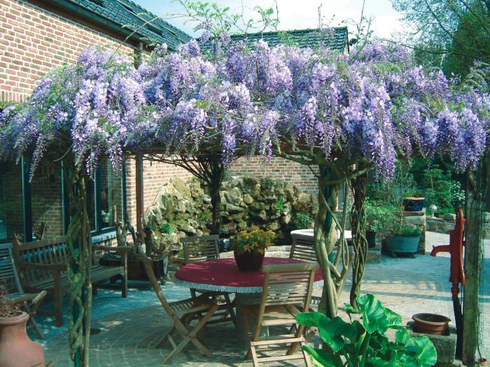 wisteria