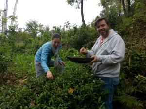 Tathaghat Farm Guest House,Darjeeling>>Bagdogra,3 star