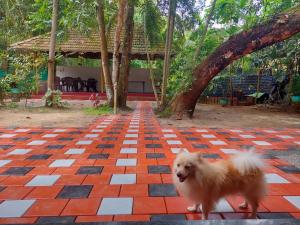 marari beach harmony