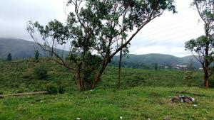 whispering pinewoods