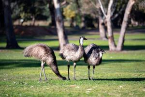 breeze holiday parks grampians