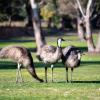 breeze holiday parks grampians