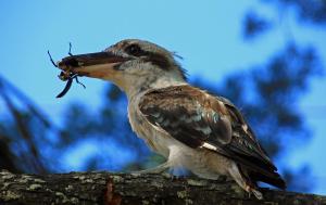 torquay terrace bed and breakfast