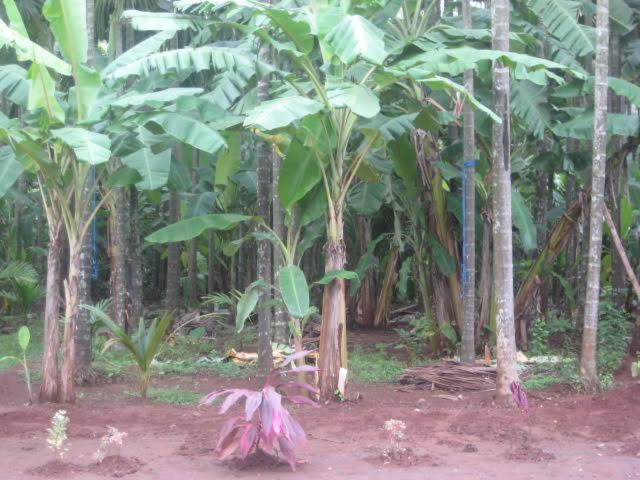dapoli