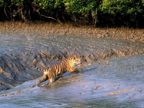 sundarban