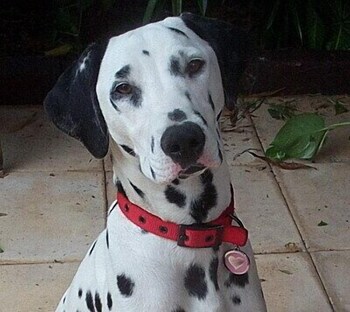 tantarra guest house