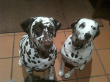 tantarra guest house