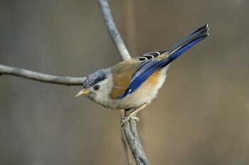 janardan resort pangot