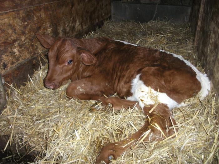 sankt johann im pongau