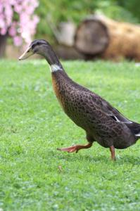 urlaub am bauernhof ganser