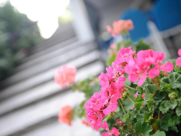 bellaria igea marina