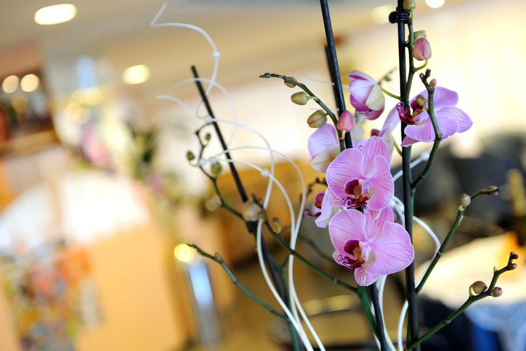 bellaria igea marina