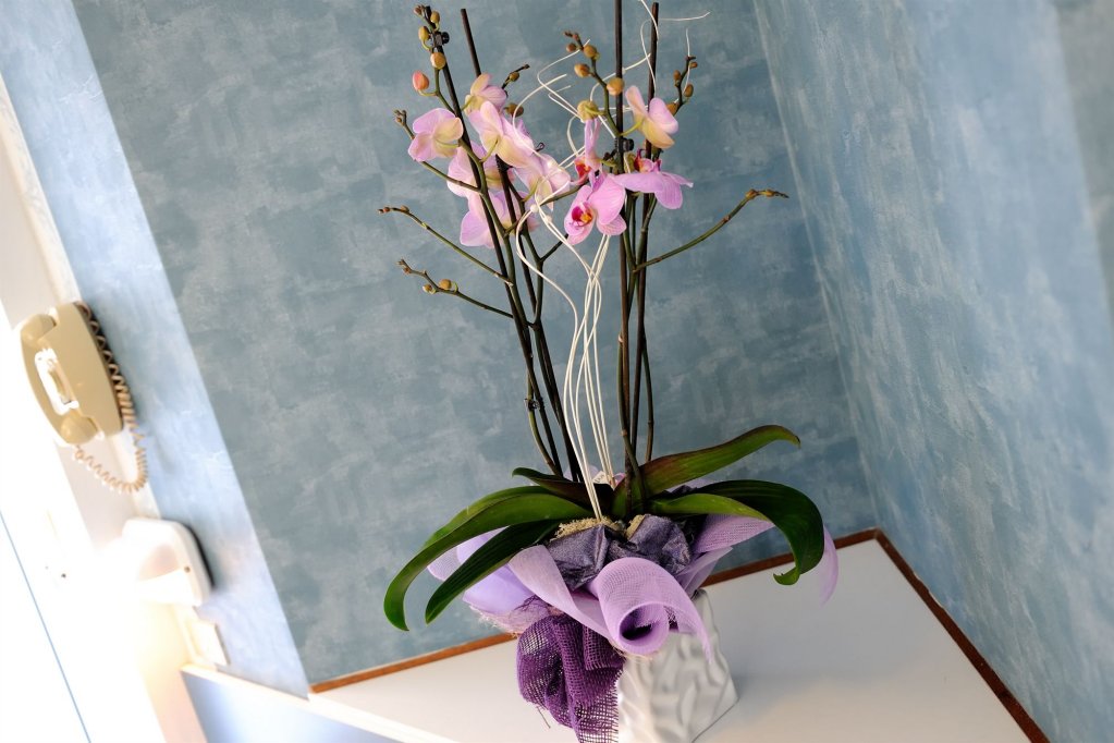 bellaria igea marina