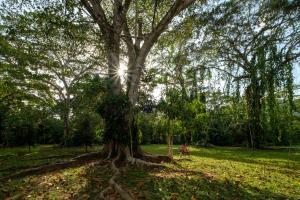 bocawina rainforest resort and adventures