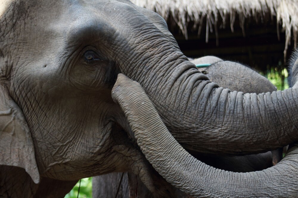 sanctuary pakbeng lodge