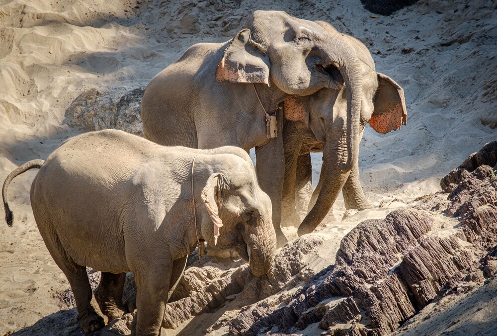sanctuary pakbeng lodge