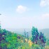 dhari