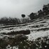 dhari