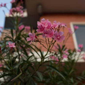 kuzhupilly beach house