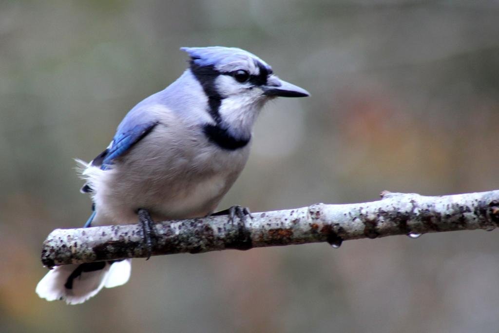 roseway river cottages