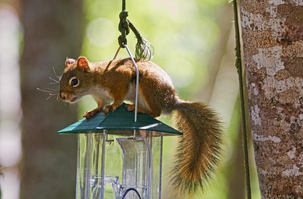 roseway river cottages