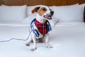 Radisson Blu Sao Paulo,Sao Paulo>>Itaim Bibi,5 star