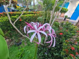 jijoca de jericoacoara