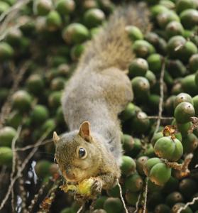 pousada espelho dagua