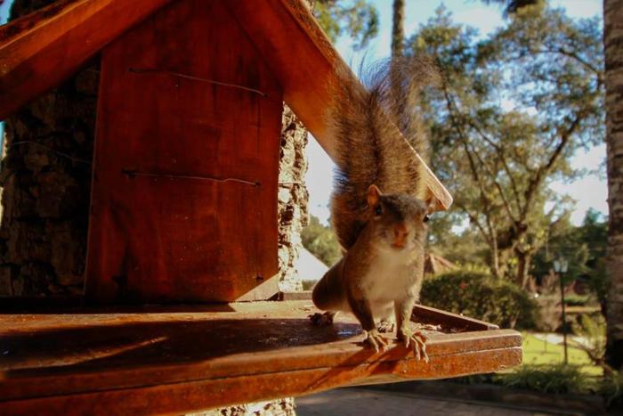 pousada torre branca adults only