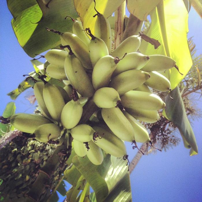 pousada tropicana