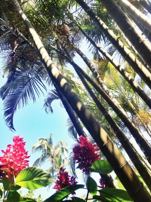 pousada tropicana